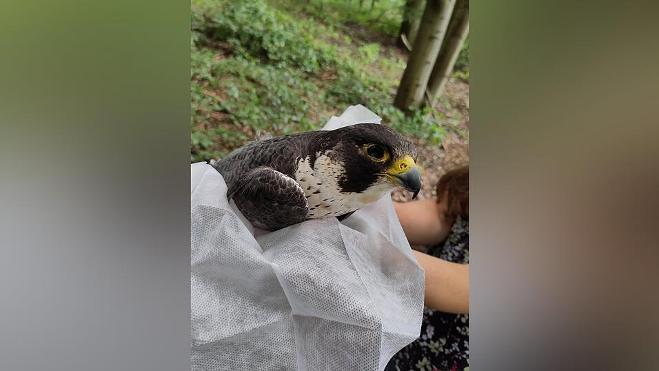Dieser Wanderfalke wurde ebenfalls mit dem hochgefährlichen Carbofuran vergiftet, und zwar bei einem belebten Aussichtspunkt am Adlersberg. Dieser Wanderfalke wurde ebenfalls mit dem hochgefährlichen Carbofuran vergiftet, und zwar bei einem belebten Aussichtspunkt am Adlersberg.