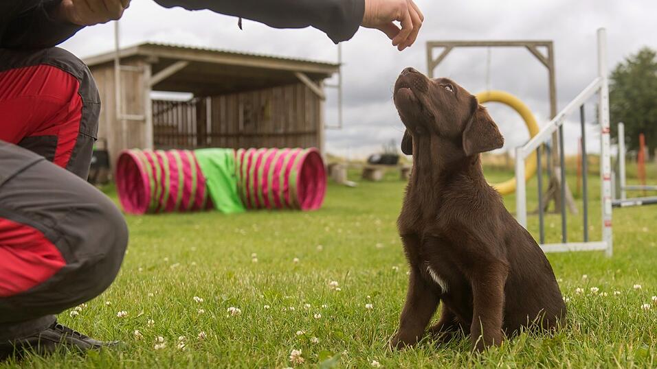 Ein guter Hundetrainer belohnt positives Verhalten des Hundes.