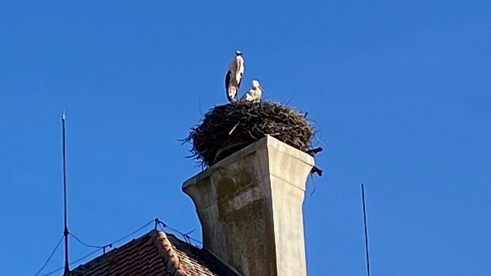 Die St&ouml;rche auf dem Rathausdach in Bad K&ouml;tzting.