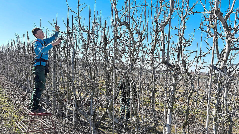 Beim Lehr- und Beispielbetrieb für Obstbau in Deutenkofen werden aktuell noch letzte Schnittarbeiten vorgenommen. 'Bis kurz vor Blühbeginn sollte das durchgeführt werden', rät Betriebsleiter Hans Göding Hobbygärtnern. Beim Lehr- und Beispielbetrieb für Obstbau in Deutenkofen werden aktuell noch letzte Schnittarbeiten vorgenommen. 'Bis kurz vor Blühbeginn sollte das durchgeführt werden', rät Betriebsleiter Hans Göding Hobbygärtnern.