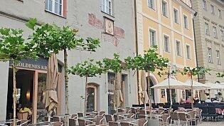 Wird Regensburg die Stadt der Platanen? Wird Regensburg die Stadt der Platanen?