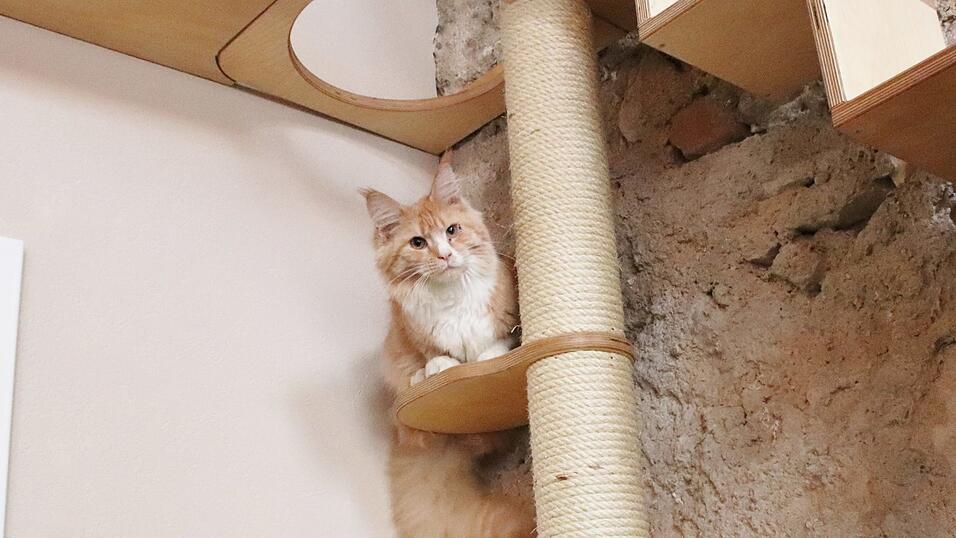 'Kaffee trinken mit Katzen' - das Regensburger Katzencaf&eacute; in der Oberm&uuml;nsterstra&szlig;e hat am 16. Januar er&ouml;ffnet.
