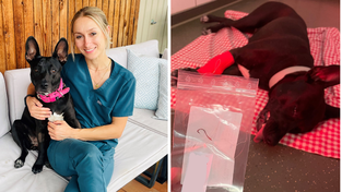 Dr. Sophia Zwickl mit Hündin Kiwi. / Kiwi kurz nach der Narkose. Dr. Sophia Zwickl mit Hündin Kiwi. / Kiwi kurz nach der Narkose.