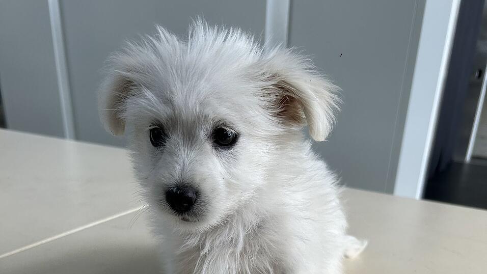 Der kleine Hund wird seine nächste Zeit im Tierheim verbringen müssen.