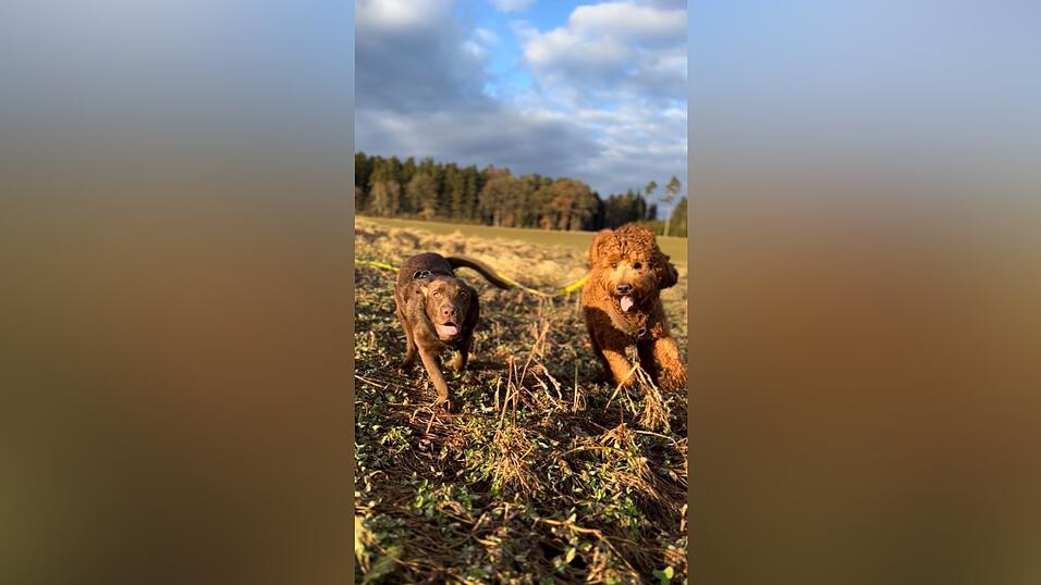 Wo Hunde frei laufen und toben k&ouml;nnen: Ob es eine Hundewiese im Stadtgebiet geben kann, ist noch unklar. Es geht ums Geld.