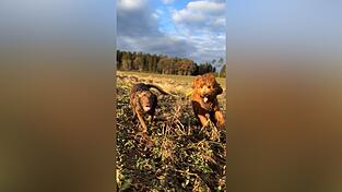 Wo Hunde frei laufen und toben k&ouml;nnen: Ob es eine Hundewiese im Stadtgebiet geben kann, ist noch unklar. Es geht ums Geld.