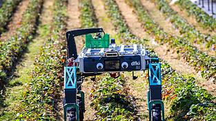 Der vom Deutschen Forschungszentrum für Künstliche Intelligenz (DFKI) entwickelte Roboter Shivaa soll bei der Erdbeerernte helfen.