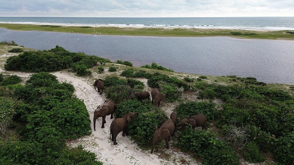 Elefanten am Meer sind ein ungew&ouml;hnlicher Anblick. Nicht so im Loango-Nationalpark im afrikanischen Gabun &ndash; hier kann man regelm&auml;&szlig;ig Herden an der K&uuml;ste beobachten.