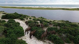 Elefanten am Meer sind ein ungew&ouml;hnlicher Anblick. Nicht so im Loango-Nationalpark im afrikanischen Gabun &ndash; hier kann man regelm&auml;&szlig;ig Herden an der K&uuml;ste beobachten.