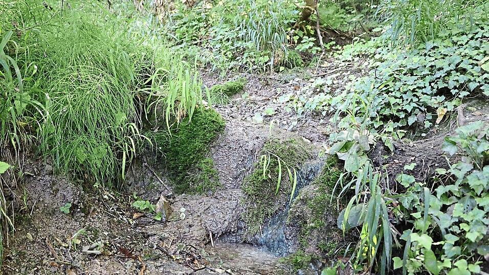 Kalktuffquellen sind inzwischen zu einer Rarität geworden. Kalktuffquellen sind inzwischen zu einer Rarität geworden.