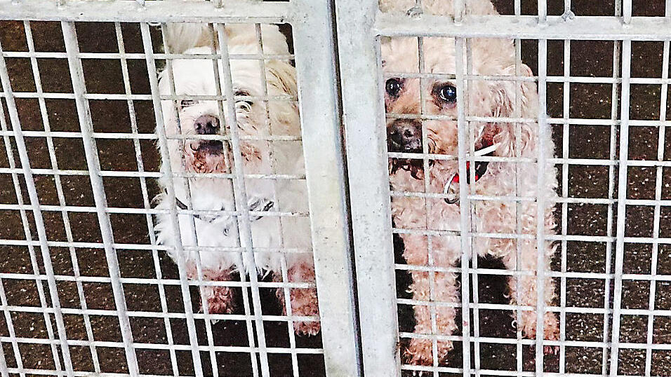 Die beiden Hunde-'Senioren' Trixi (rechts) und Lucky w&uuml;rden am liebsten zusammenbleiben.