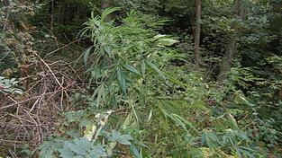 In einem Waldstück bei Braunsried (Kreis Schwandorf) hatten die beiden Männer Cannabis angepflanzt. In einem Waldstück bei Braunsried (Kreis Schwandorf) hatten die beiden Männer Cannabis angepflanzt.