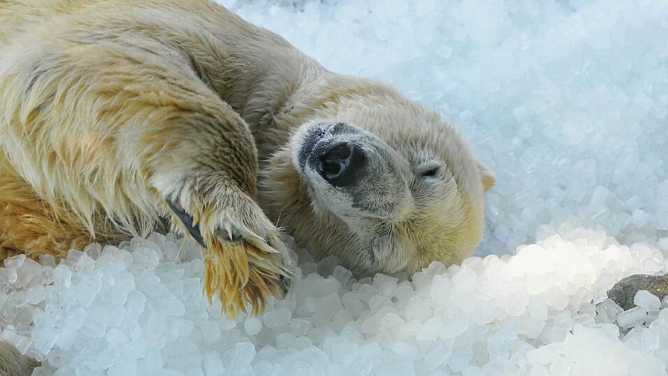 Ein Eisbär wälzt sich bei sommerlicher Hitze genüsslich im Eis. Ein Eisbär wälzt sich bei sommerlicher Hitze genüsslich im Eis.