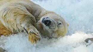 Ein Eisbär wälzt sich bei sommerlicher Hitze genüsslich im Eis. Ein Eisbär wälzt sich bei sommerlicher Hitze genüsslich im Eis.