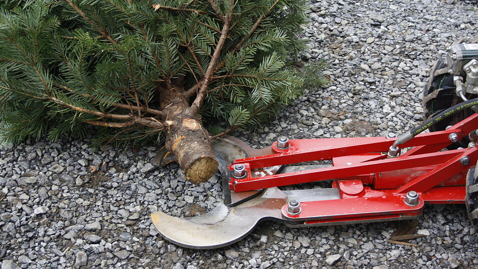 Mit einem Christbaumfäller werden die Bäume umgeschnitten... (Foto: Julia Gabauer) Mit einem Christbaumfäller werden die Bäume umgeschnitten... (Foto: Julia Gabauer)