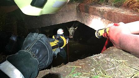 Eine Kuh war in eine gut gefüllte Güllegrube gestürzt und es ragte nur noch der Kopf des Tieres aus der Gülle.