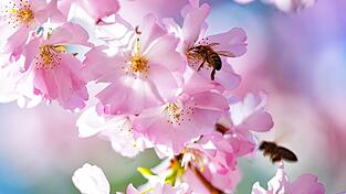 Der DWD erwartet f&uuml;r Samstag viel Sonnenschein f&uuml;r Bayern. (Symbolbild)