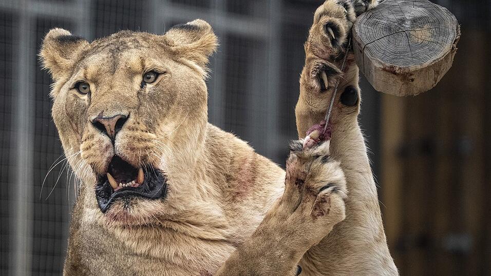 Der Eindringling kletterte rund sechs Meter über eine Mauer und an einen Baum in das Gehege hinunter. (Symbolbild)