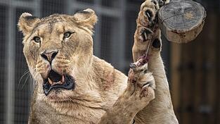 Der Eindringling kletterte rund sechs Meter über eine Mauer und an einen Baum in das Gehege hinunter. (Symbolbild) Der Eindringling kletterte rund sechs Meter über eine Mauer und an einen Baum in das Gehege hinunter. (Symbolbild)