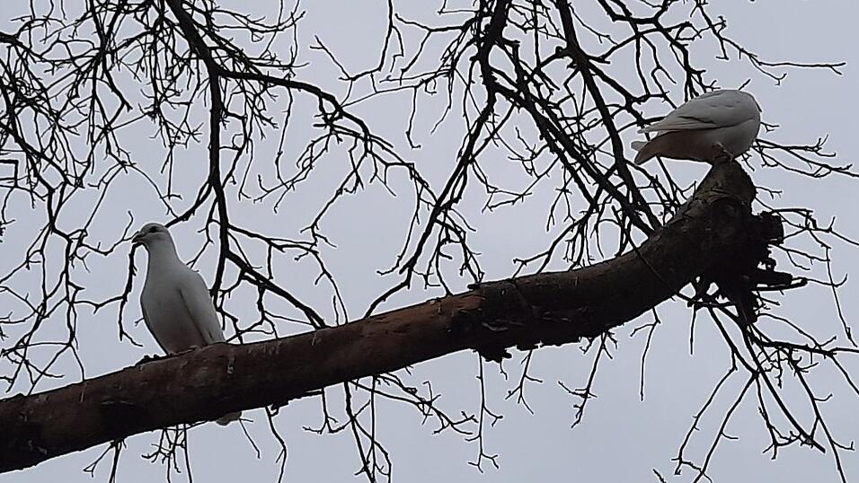 Tauben sitzen auf den Ästen.