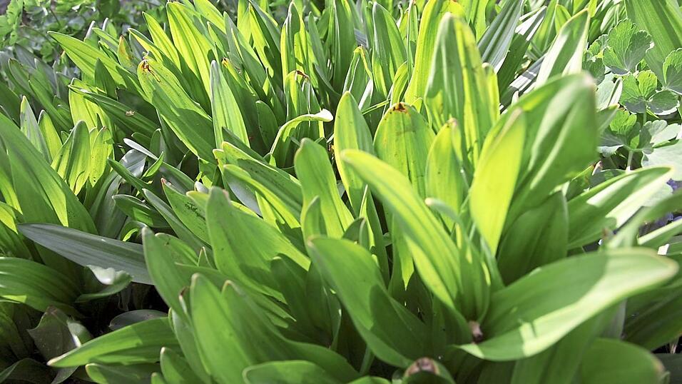 Die Bl&auml;tter der Herbstzeitlosen treiben zwar im Fr&uuml;hjahr aus, doch die krokus&auml;hnlichen Bl&uuml;ten erscheinen erst im Herbst.