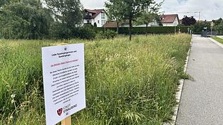 Seit Kurzem weisen diese Schilder entlang des renaturierten Allachbachs zwischen Kreuzbreite und Georg-Kelnhofer-Straße Spaziergänger darauf hin, dass diese Ersatz- und Ausgleichsfläche nicht betreten werden darf. Seit Kurzem weisen diese Schilder entlang des renaturierten Allachbachs zwischen Kreuzbreite und Georg-Kelnhofer-Straße Spaziergänger darauf hin, dass diese Ersatz- und Ausgleichsfläche nicht betreten werden darf.