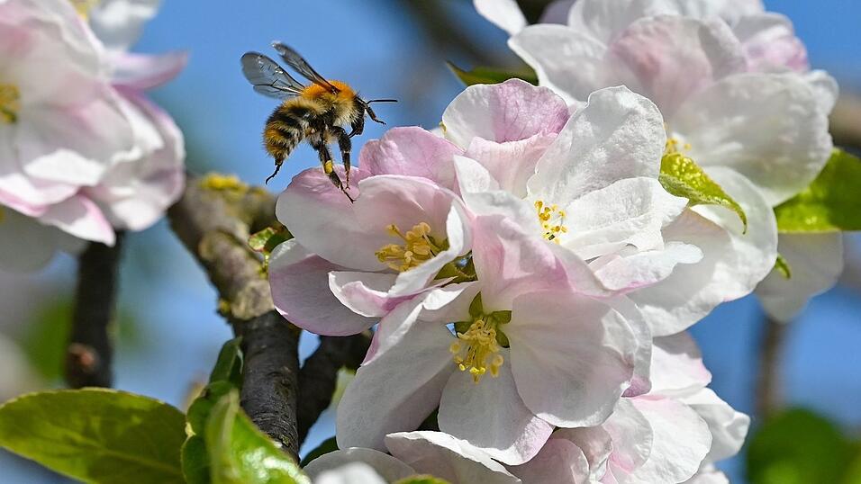 Ohne Bienen und andere Insekten würden viele heimische Obst- und Gemüsearten keine Nahrungsmittel mehr liefern. (Archivbild) Ohne Bienen und andere Insekten würden viele heimische Obst- und Gemüsearten keine Nahrungsmittel mehr liefern. (Archivbild)