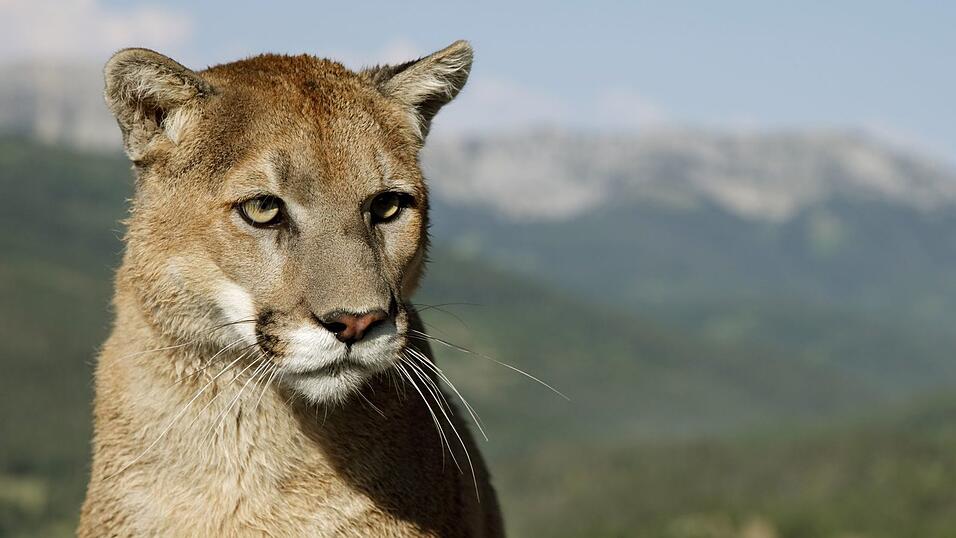 Pumas sind in Amerika heimisch - nicht in Bayern (Archiv). Pumas sind in Amerika heimisch - nicht in Bayern (Archiv).