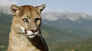 Pumas sind in Amerika heimisch - nicht in Bayern (Archiv). Pumas sind in Amerika heimisch - nicht in Bayern (Archiv).