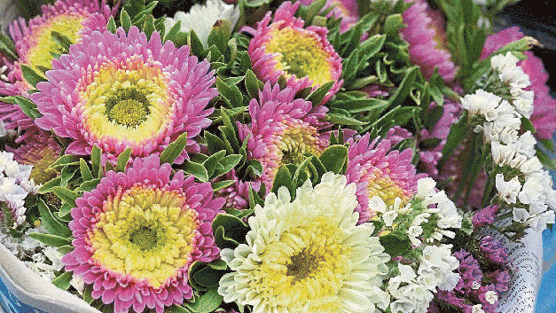 Strauß aus bunten Sommerastern: schöner, frischer, saisonaler und nachhaltiger geht es kaum. Strauß aus bunten Sommerastern: schöner, frischer, saisonaler und nachhaltiger geht es kaum.