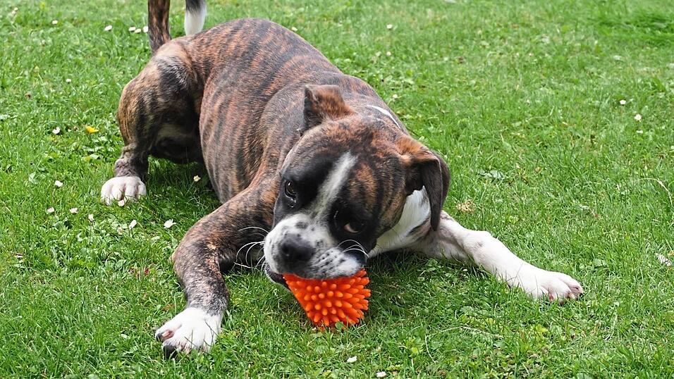 Seinen orangen Quietscheball gibt Sammy nicht mehr so leicht her. Seinen orangen Quietscheball gibt Sammy nicht mehr so leicht her.