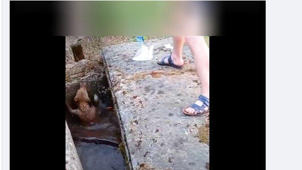 Ein Hund im Wassergr&auml;ben k&auml;mpft um sein Leben. So &auml;hnlich sehen viele der Videos im Netz aus, die angeblich Tierrettungen zeigen sollen.