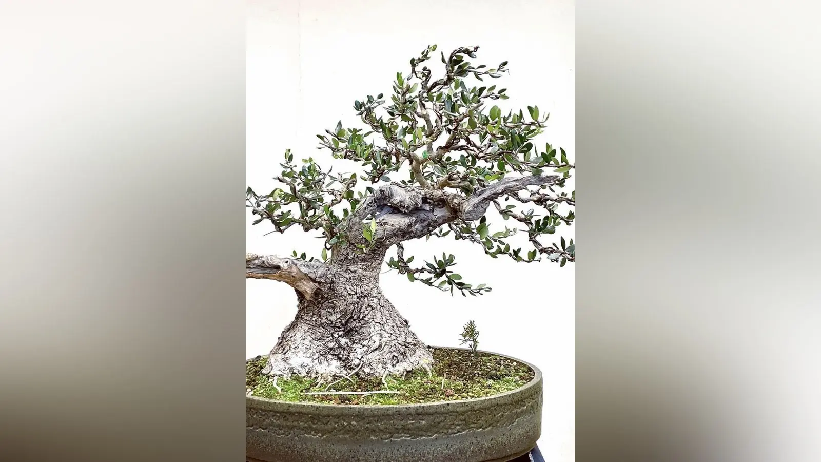 bonsai hochzeit spruch Geldgeschenk Hochzeit personalisiert – Herzbaum mit Namen & Staffelei main image 1