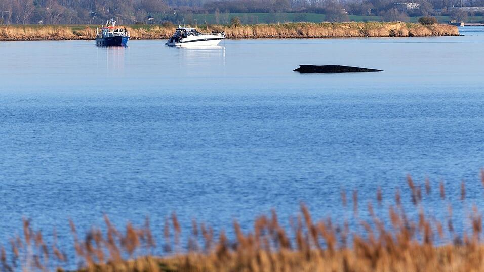 F&uuml;r den Buckelwal in der Wismarer Bucht sind die &Uuml;berlebenschancen sehr gering. (Archivbild)