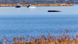 F&uuml;r den Buckelwal in der Wismarer Bucht sind die &Uuml;berlebenschancen sehr gering. (Archivbild)