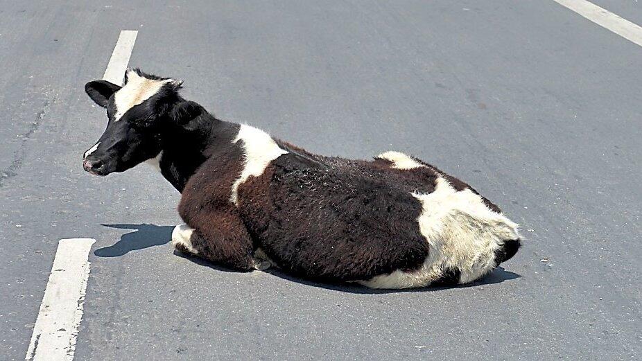 Kuh hat Polizei und Feuerwehr besch&auml;ftigt. (Symbolbild)