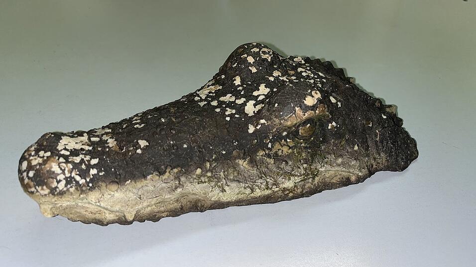 Eine täuschend echte Krokodil-Attrappe löste am Waldweiher bei Pfaffenhofen einen Polizeieinsatz aus. Eine täuschend echte Krokodil-Attrappe löste am Waldweiher bei Pfaffenhofen einen Polizeieinsatz aus.