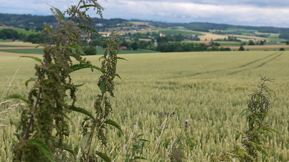 Felder im Landkreis Passau. Felder im Landkreis Passau.
