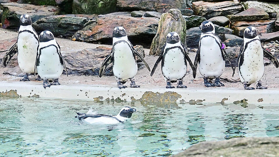 Die Tiergarten-Eintrittspreise wurden zuletzt 2019 angehoben. Um das trotz steigender Besucherzahlen jährliche Defizit in Schach zu halten, schlägt die Verwaltung vor, die Eintrittspreise 'maßvoll zu erhöhen'. Die Tiergarten-Eintrittspreise wurden zuletzt 2019 angehoben. Um das trotz steigender Besucherzahlen jährliche Defizit in Schach zu halten, schlägt die Verwaltung vor, die Eintrittspreise 'maßvoll zu erhöhen'.