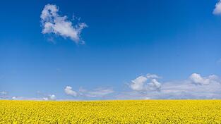 Ein leuchtend gelbes Rapsfeld unter strahlend blauem Himmel.