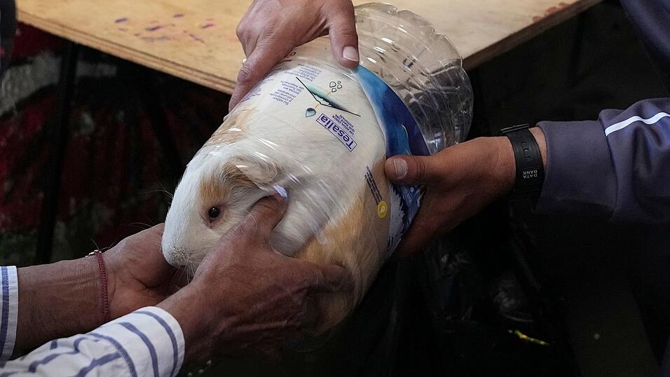 &laquo;Luchito&raquo; wurde bei den Feierlichkeiten in Salcedo zum schwersten Meerschweinchen gek&uuml;rt.