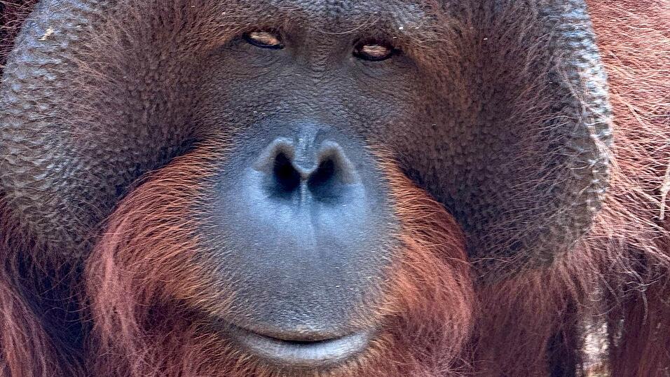 Orang-Utans teilen 97 Prozent ihres Erbguts mit den Menschen und sind sehr intelligent. (Archivbild)