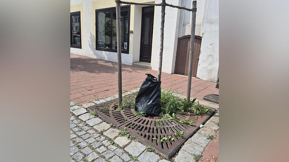 Gusseiserne Baumgitter schützten bisher die Baumscheiben. Mit heimischen Wildblumen wird der Boden besser durchlüftet, kostbares Regenwasser kommt direkt an die Wurzeln der Bäume. Gusseiserne Baumgitter schützten bisher die Baumscheiben. Mit heimischen Wildblumen wird der Boden besser durchlüftet, kostbares Regenwasser kommt direkt an die Wurzeln der Bäume.