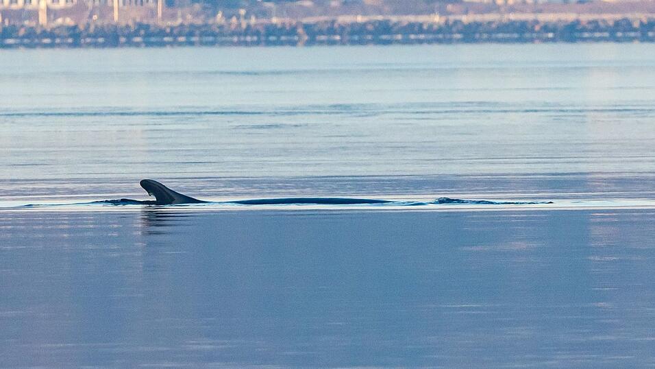 Anfang des Jahres war mehrfach ein Wal in der Flensburger F&ouml;rde gesichtet worden. Nun schwamm ein solches Tier vor Wismar. (Archivbild)