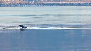 Anfang des Jahres war mehrfach ein Wal in der Flensburger F&ouml;rde gesichtet worden. Nun schwamm ein solches Tier vor Wismar. (Archivbild)