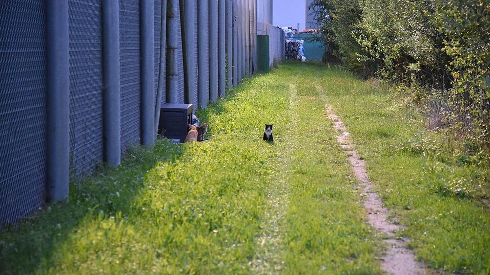 Seit vier Jahren k&uuml;mmern sich Tiersch&uuml;tzer um die herrenlosen Katzen am Regensburger Hafen. Wenn das neue Gehege fertig ist, sollen die Tiere eingefangen und kastriert werden.