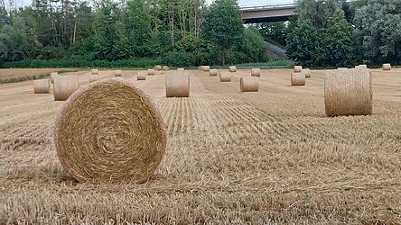 Dieses Feld bei Pfettrach ist bereits abgeerntet. Dieses Feld bei Pfettrach ist bereits abgeerntet.