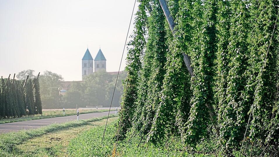 Die Kirchtürme von Biburg im Hintergrund der vollstehenden Hopfengärten.