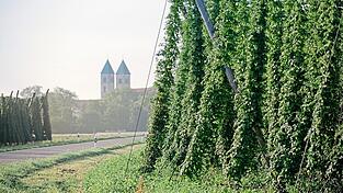 Die Kirchtürme von Biburg im Hintergrund der vollstehenden Hopfengärten.