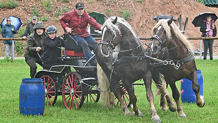  Rasant ging es beim Ride & Drive zu, hier Matthias Irrgang mit seinen jungen Deckhengten „Smaug“ und „Vollbeat“.